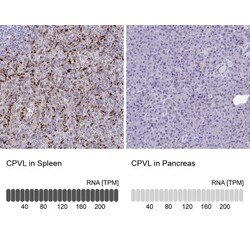 CPVL Antibody, Novus Biologicals:Antibodies:Primary Antibodies